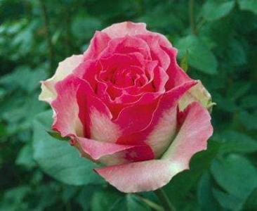 Саженец розы Малибу