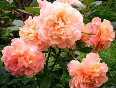 Саженцы розы Августа Луиза