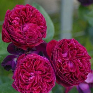 Саженцы розы английской Фальстаф