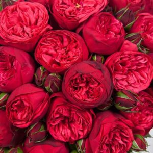 Саженцы розы Пиано Ред
