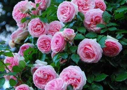 Саженцы розы Пьер де Ронсар