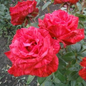 Саженец розы Ред Интуишн