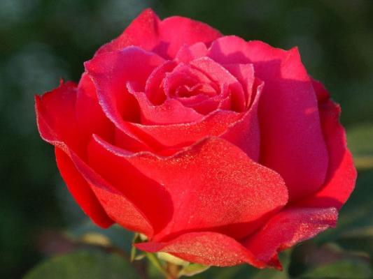 Саженец розы Шакира